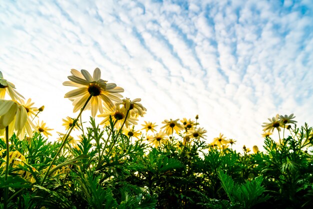 fleurs de Marguerite avec ciel de lever du soleil