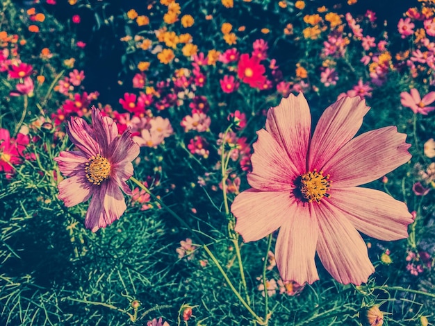 Fleurs de marguerite dans un jardin ensoleillé