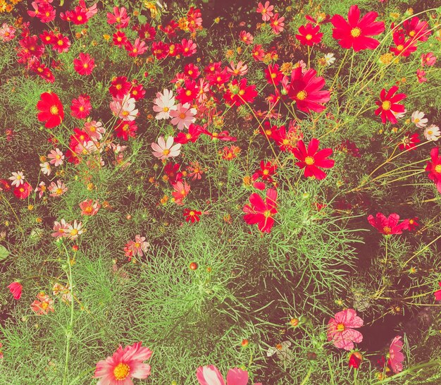 Fleurs de marguerite dans un jardin ensoleillé