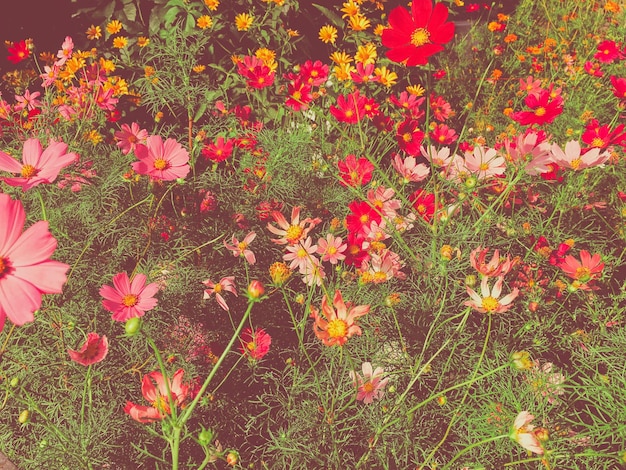 Fleurs de marguerite dans un jardin ensoleillé