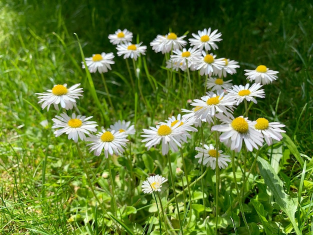 Fleurs de marguerite sur fond d'herbes hautes