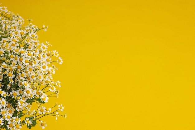 Photo fleurs de marguerite sur fond jaune thé à la camomille profite à votre concept de santé gros plan de minuscules fleurs de camomille couleurs tendance