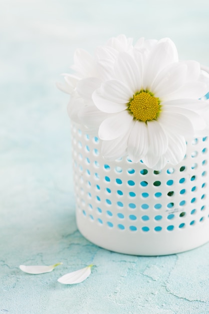 Fleurs de Marguerite fraîches sur une table en béton bleu pastel