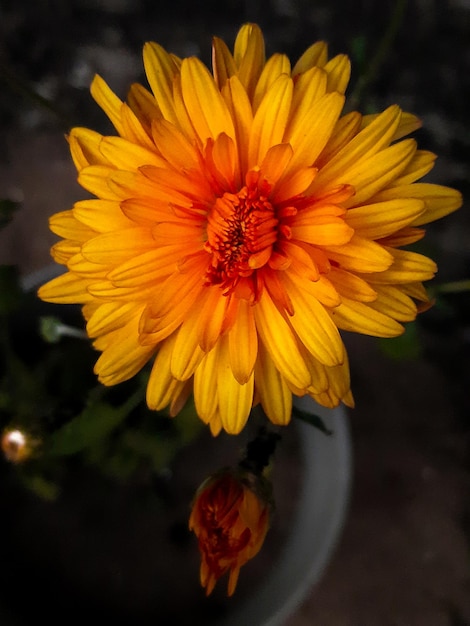 Fleurs de marguerite orange jaune