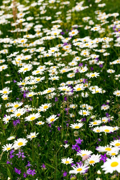 Fleurs de marguerite photographiées gros plan de fleurs de marguerite blanche l'heure d'été