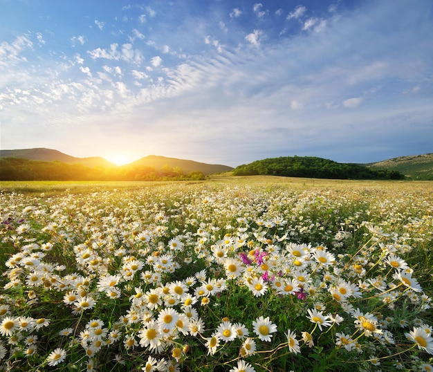 Fleurs de marguerite de printemps dans le pré Beaux paysages