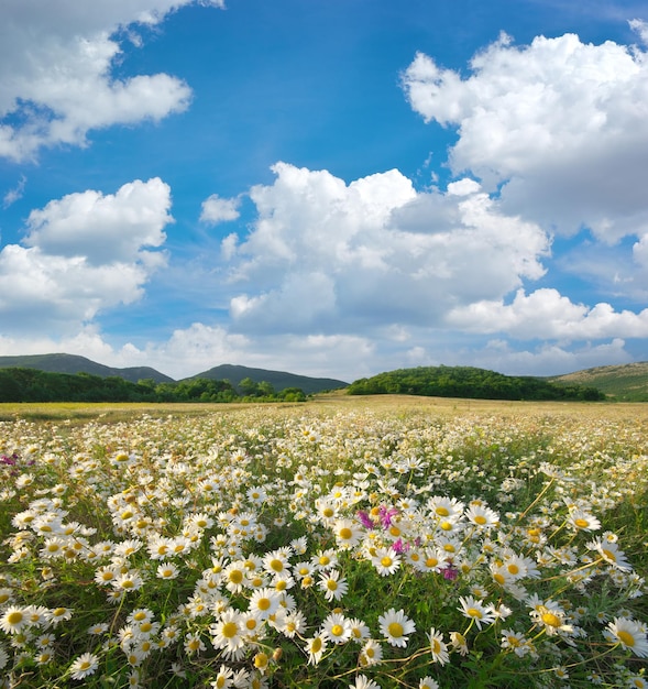 Fleurs de marguerite de printemps dans le pré Beaux paysages