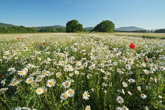 Fleurs de marguerite de printemps dans le pré