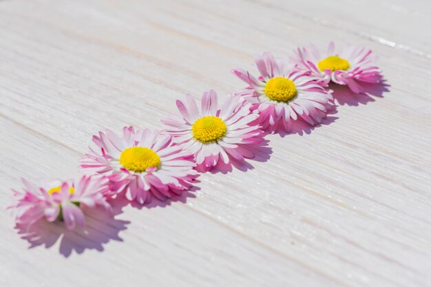 Fleurs de Marguerite rose sur fond de table en bois avec espace de copie