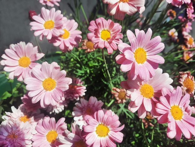 Fleurs de marguerite rose