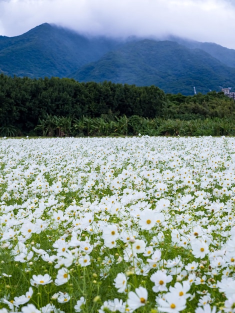 Fleurs de marguerite sauvages poussant sur le champ de camomille blanche de prairie