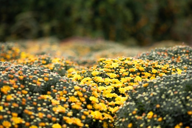 Fleurs de marguerite