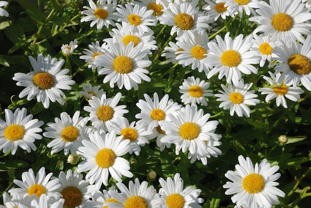 Fleurs de marguerite