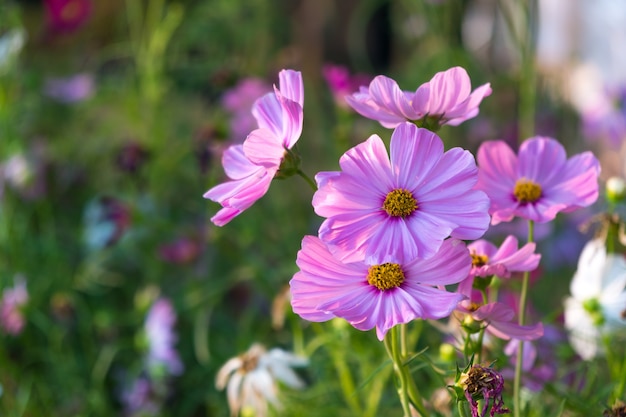 Fleurs de Marguerite