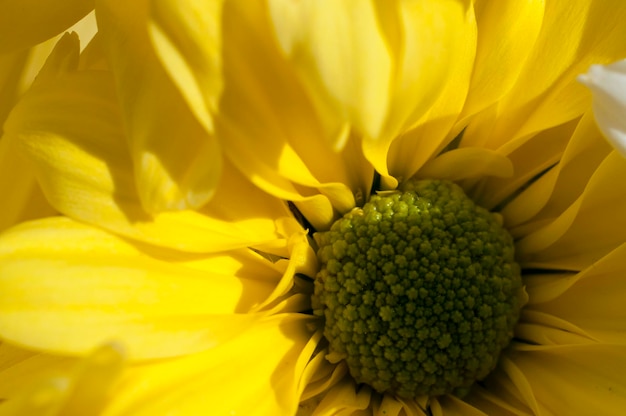 fleurs et marguerites aux grands pétales et aux couleurs vives, image printanière