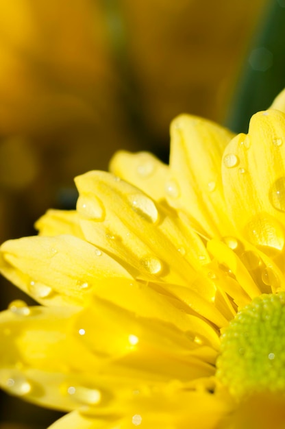 fleurs et marguerites aux grands pétales et aux couleurs vives, image printanière