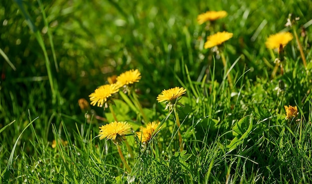 Fleurs de marguerites jaunes qui fleurissent dans un beau jardin de printemps Têtes de fleurs vivaces vibrantes qui prospèrent dans la nature Plantes de fleurs de jardinage décoratives avec des brindilles épineuses dans un parc verdoyant ou une arrière-cour