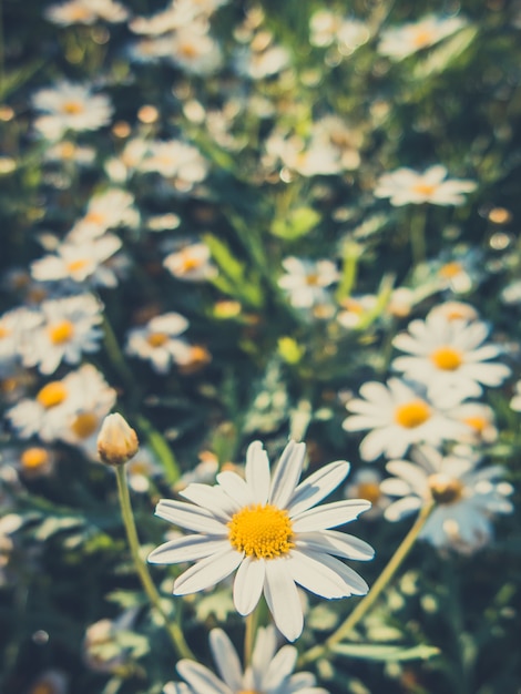 Fleurs de marguerites pour fond vintage