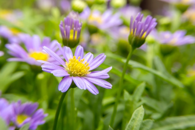 Fleurs de marguerites pourpres