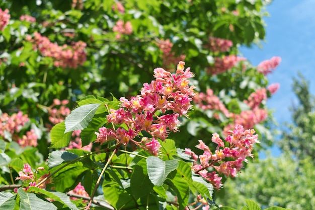 Fleurs de marronnier rose