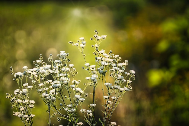 fleurs le matin