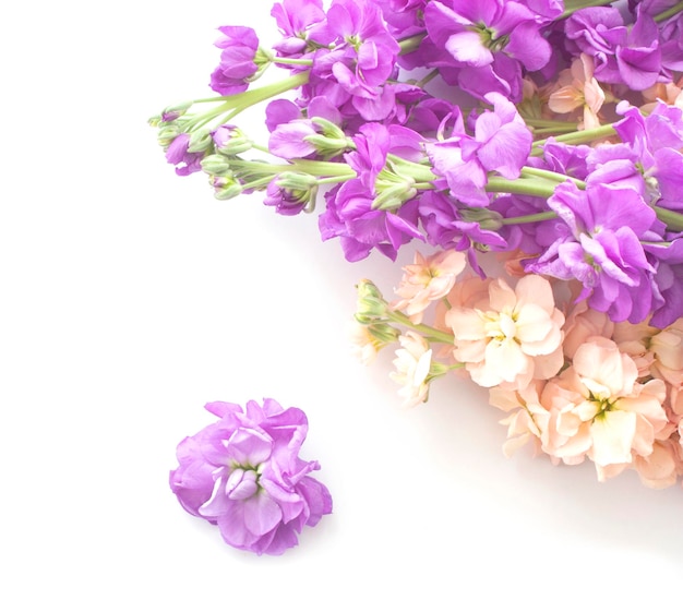 Fleurs de Matthiola