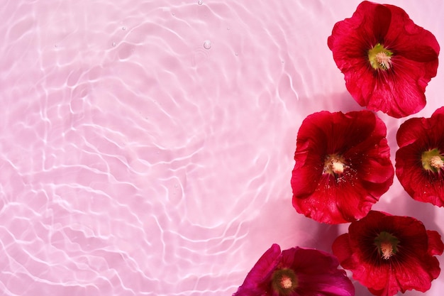 Fleurs de mauve sur fond d'eau rose avec des cercles concentriques et des ondulations Beauté naturelle Spa concept Copier l'espace