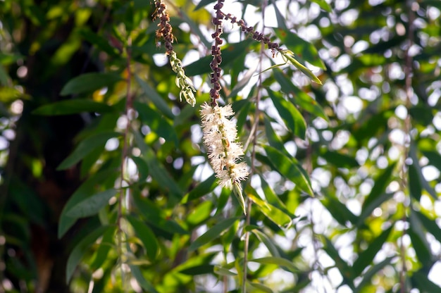 Les fleurs de Melaleuca cajuputi Cjuput en mise au point superficielle avec un fond flou