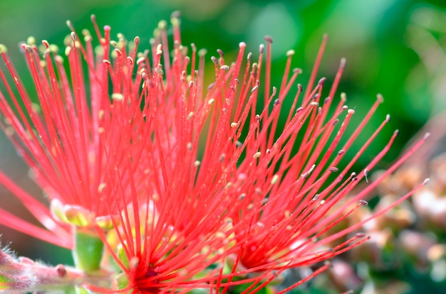 Fleurs de Melaleuca citrina (ou Callistemon citrinus), arbuste ornemental originaire d'Australie