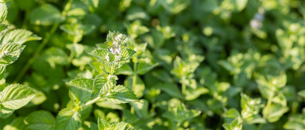 Fleurs de mélisse à l'extérieur. Arbuste de menthe verte fraîche dans le jardin. Feuillage de Melissa dans la nature sauvage