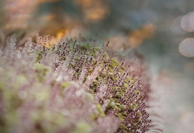 Fleurs de menthe dans le jardin