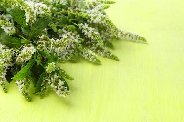 Fleurs de menthe fraîche sur fond de bois vert