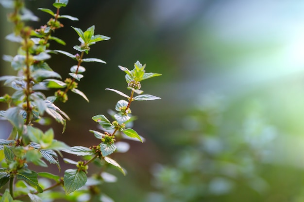 Fleurs de menthe