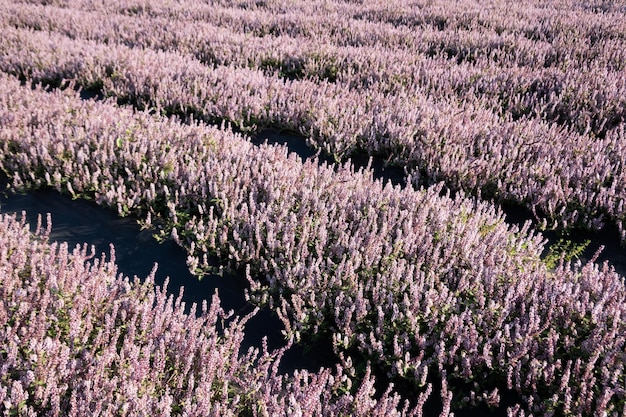 fleurs de mésone rose et violette