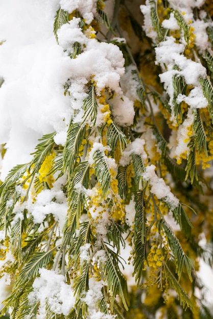 Fleurs de mimosa délicates sur un buisson recouvert de neige fondante après une chute de neige