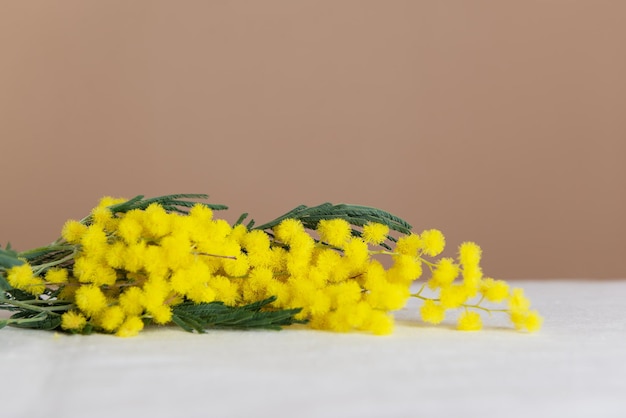 Fleurs de mimosa fraîches sur la table Mise au point sélective