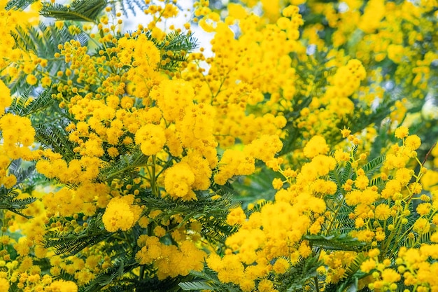 Fleurs de mimosa jaune ou Acacia dealbata fleurissant sur l'arbre de printemps Vacances de printemps