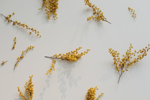 Fleurs de mimosa jaune sur blanc