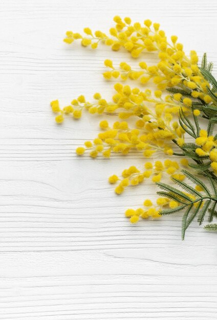 Des fleurs de mimose sur un fond blanc en bois