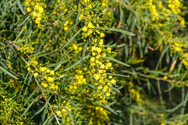 Photo des fleurs de mimose jaunes en gros, une carte de vœux de pâques pour le jour de la femme du printemps.