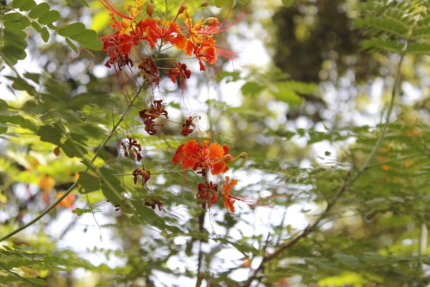 Fleurs minuscules