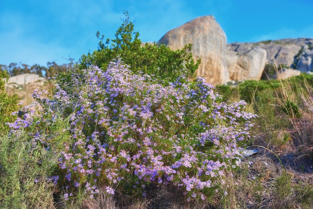 Fleurs de montagne Fleurs de montagne Parc national de Table Mountain