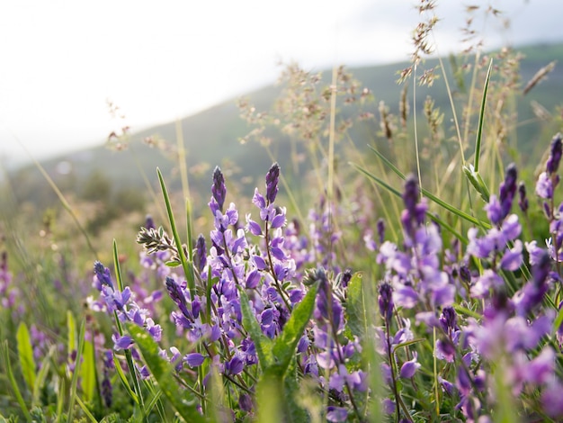 Fleurs de montagne lavande bouchent