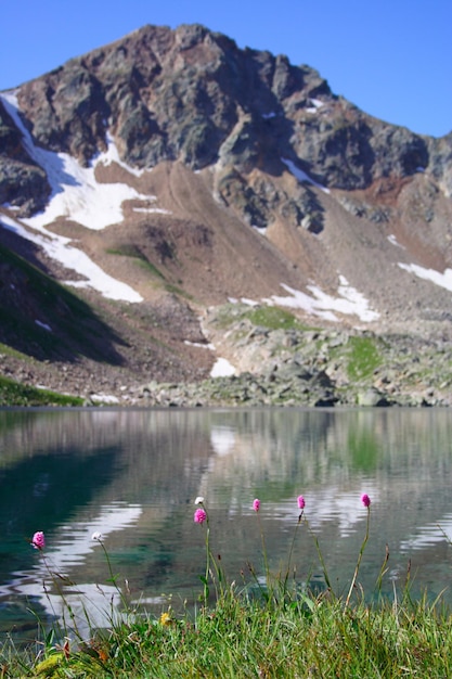 fleurs de montagne