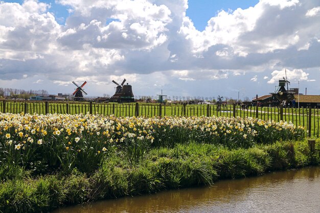 fleurs et moulins à vent à zaanse schans en hollande