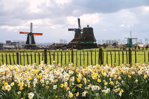 Photo fleurs et moulins à vent à zaanse schans en hollande