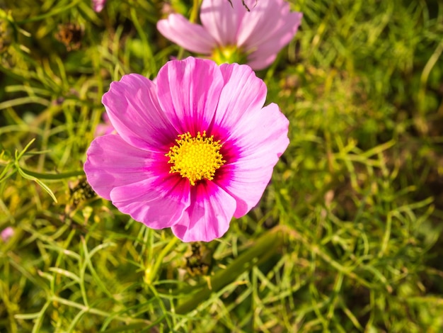 Fleurs de mousse rose sous un ciel bleu nuageux