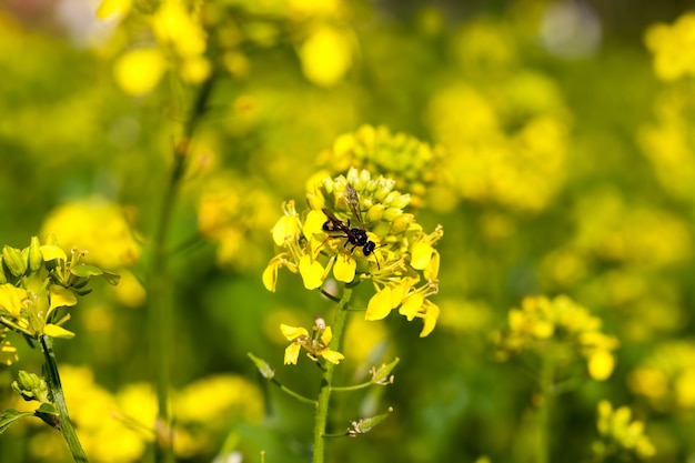 Fleurs de moutarde au printemps