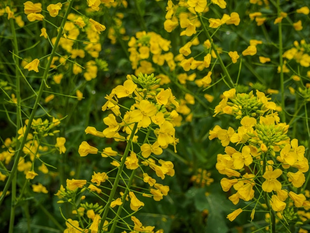 fleurs de moutarde concentrées sur fond de nature en journée ensoleillée