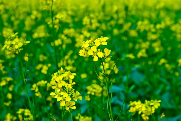 Fleurs de moutarde fleuries vue rapprochée sur les champs